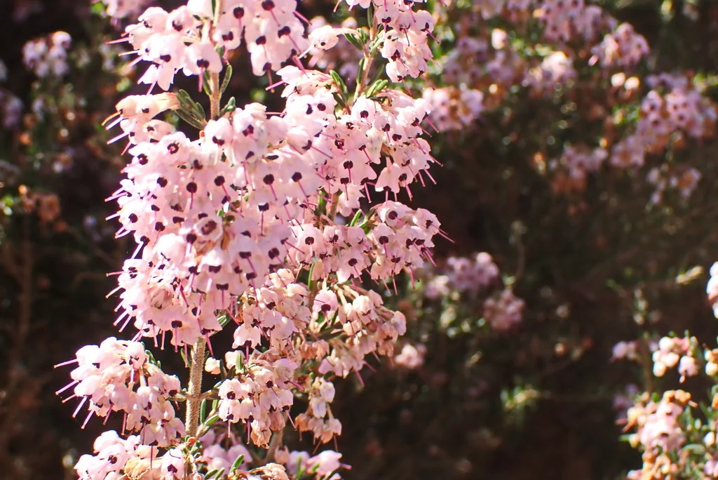 Erica Canaliculata