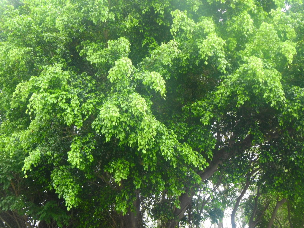 Ficus benjamina