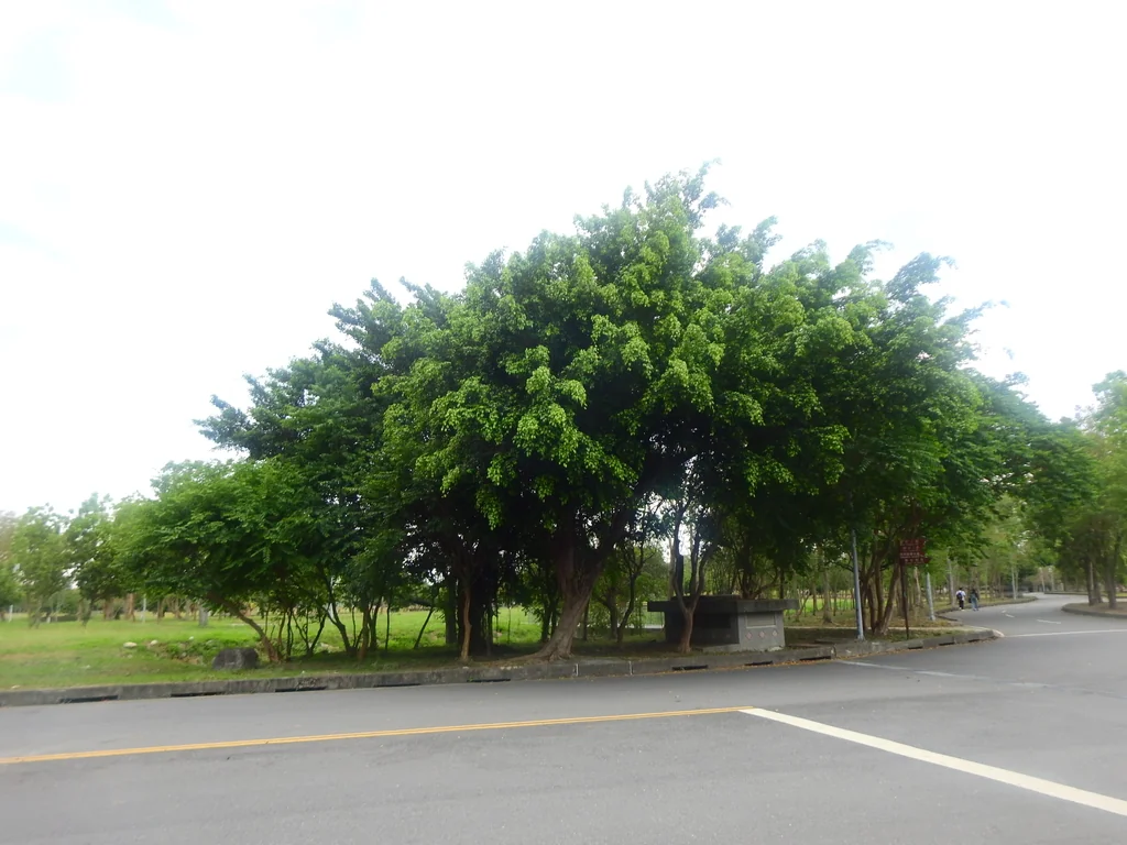 Ficus benjamina