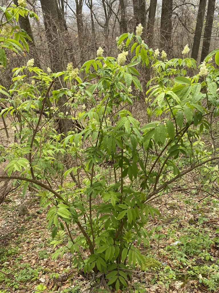 Sambucus Pubens