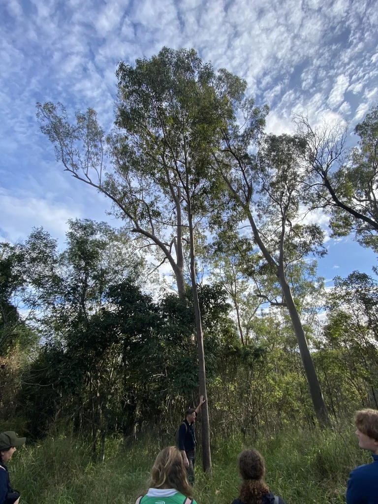 Eucalyptus Citriodora