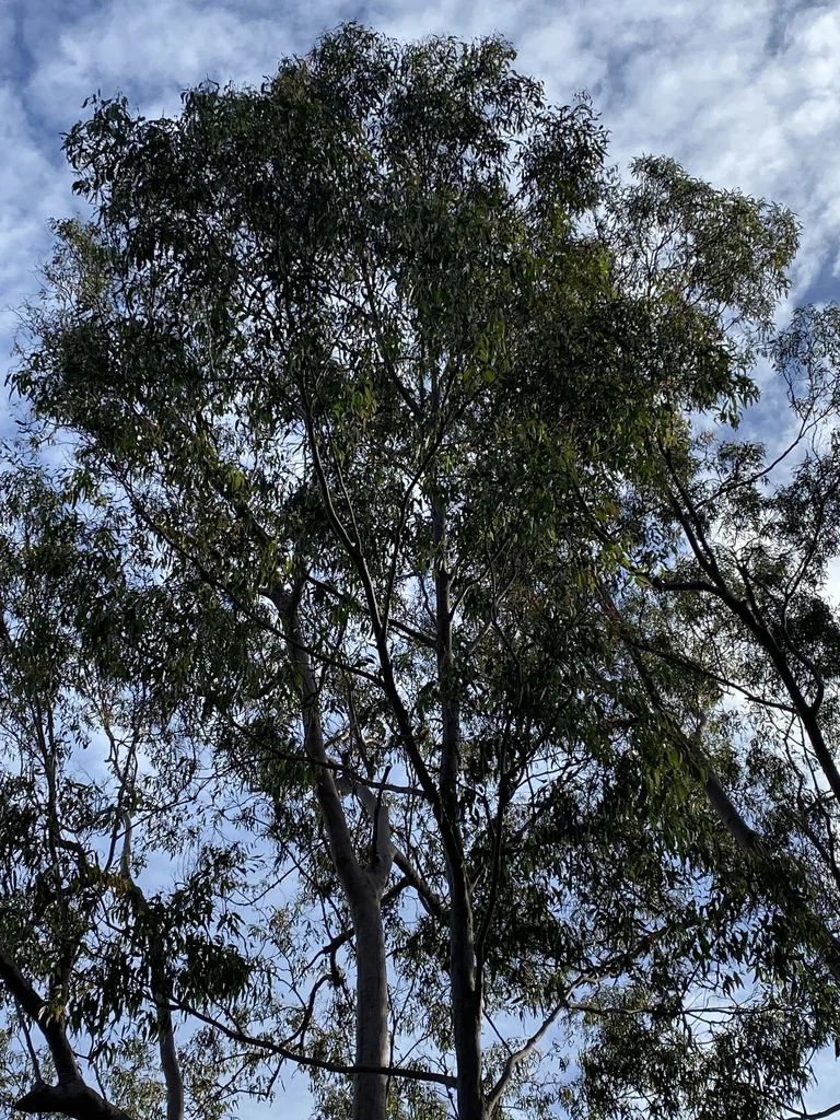 Eucalyptus Citriodora