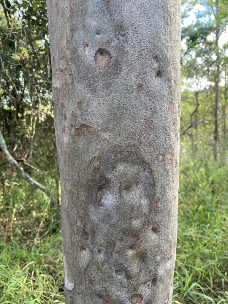 Eucalyptus Citriodora