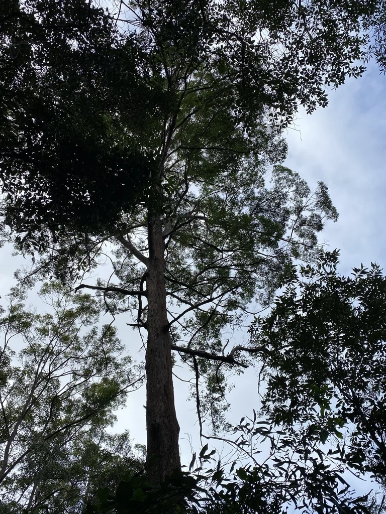 Eucalyptus Microcorys