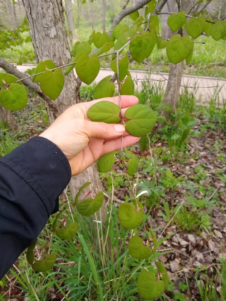 Cercidiphyllum Japonicum