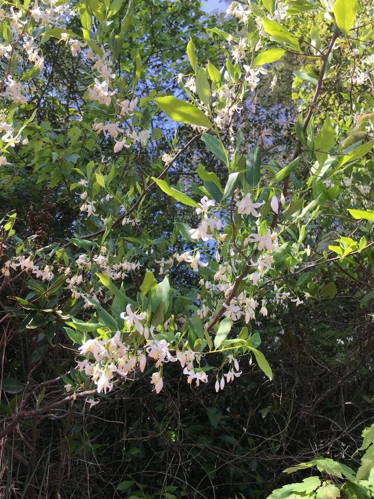 Styrax Americanus