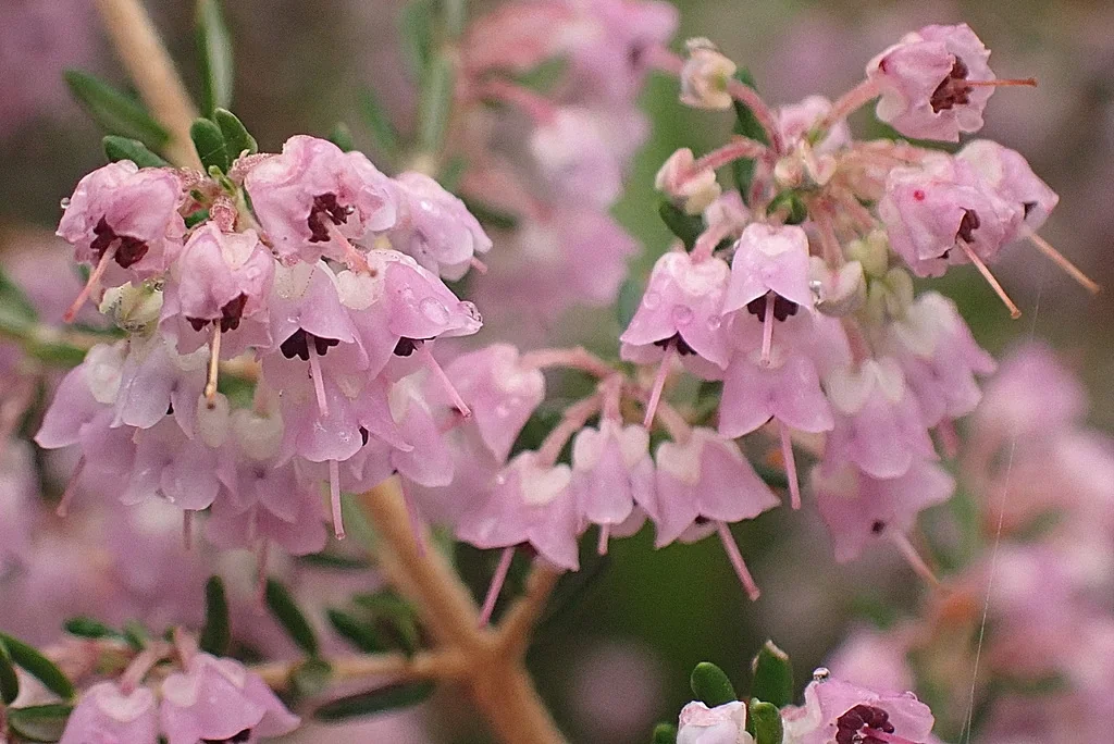 Erica Canaliculata