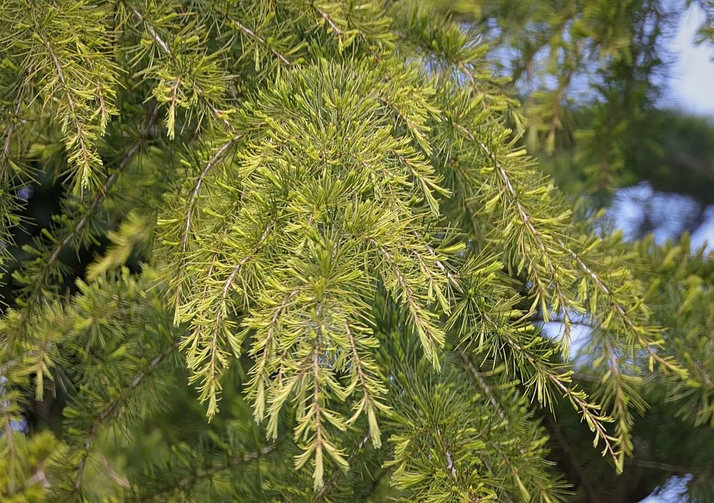 Cedrus Deodara