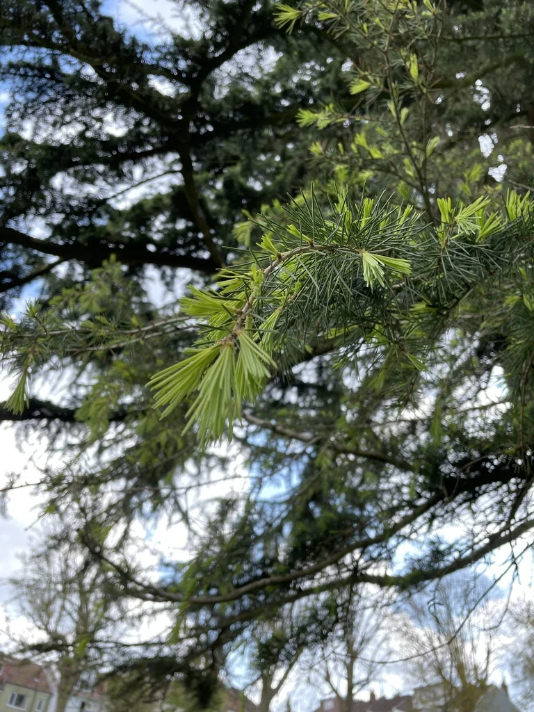 Cedrus Deodara