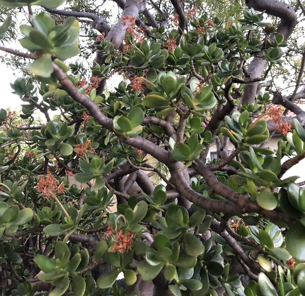 Crassula Ovata