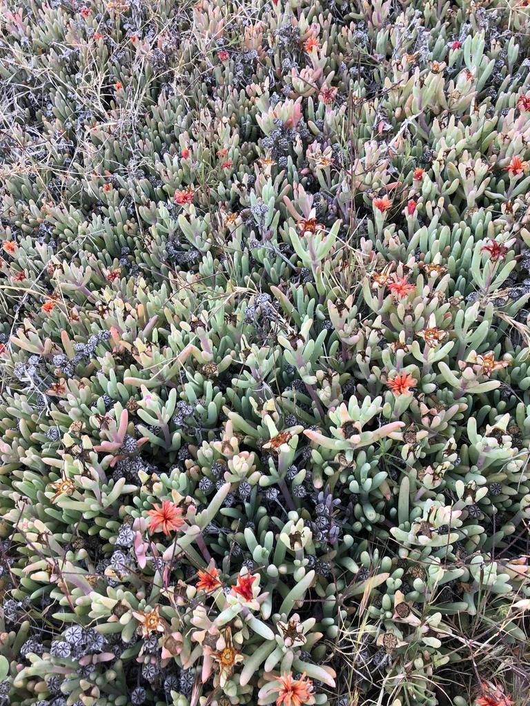 Malephora Crocea