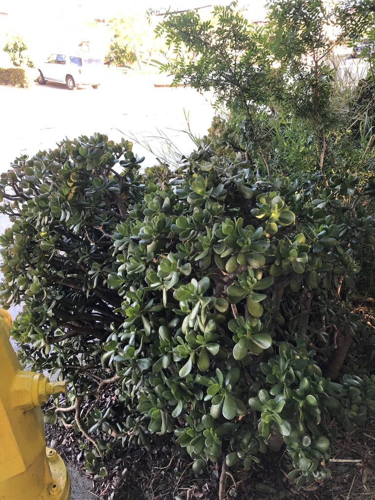 Crassula Ovata