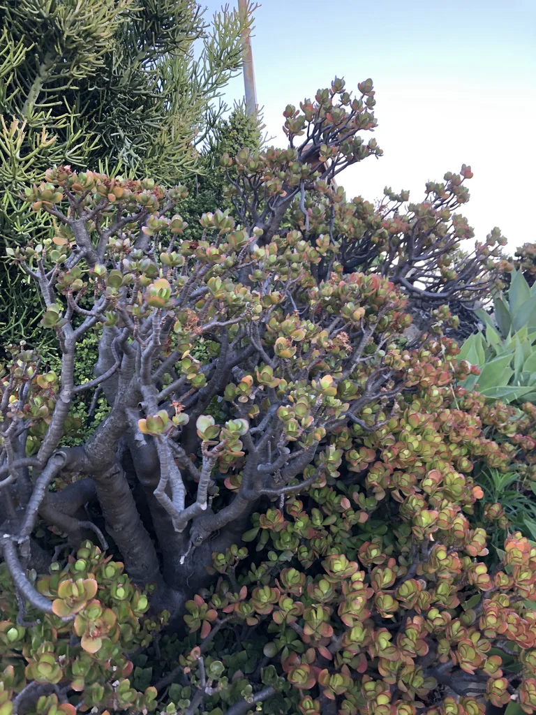 Crassula Ovata
