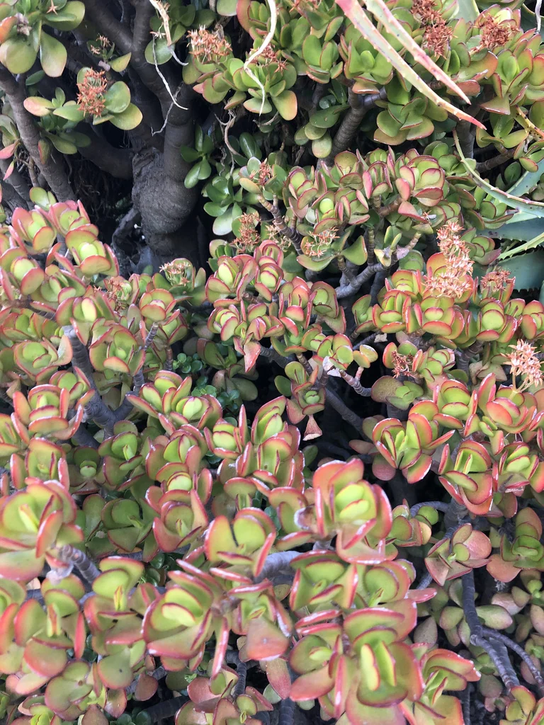 Crassula Ovata