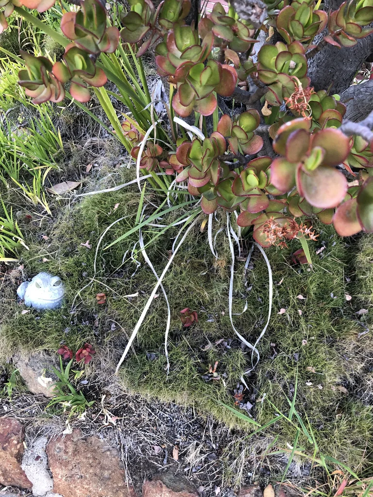 Crassula Ovata