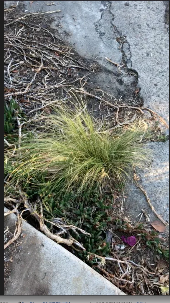 Nassella Tenuissima
