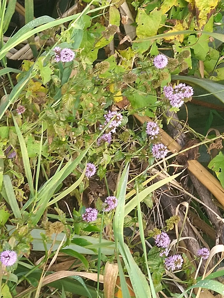 Mentha X Piperita