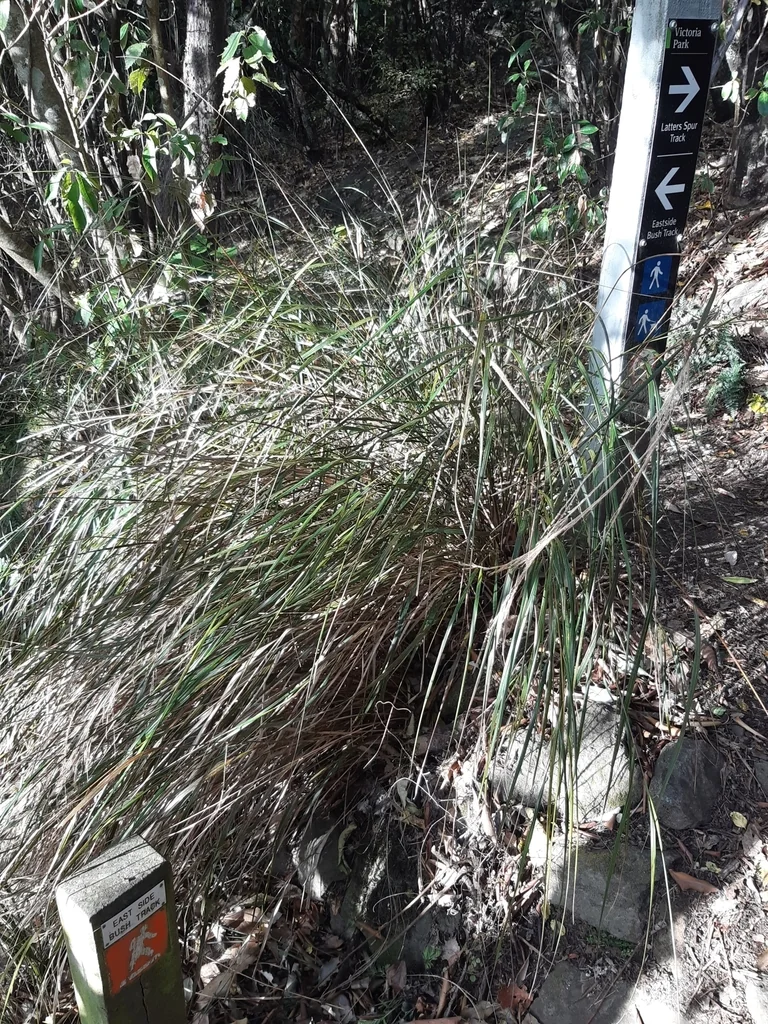 Anemanthele Lessoniana