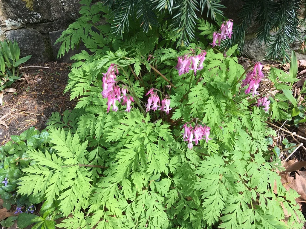 Dicentra Eximia