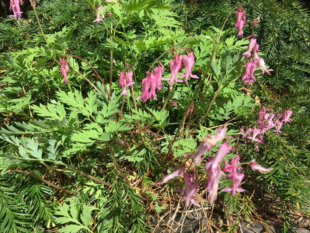 Dicentra Eximia