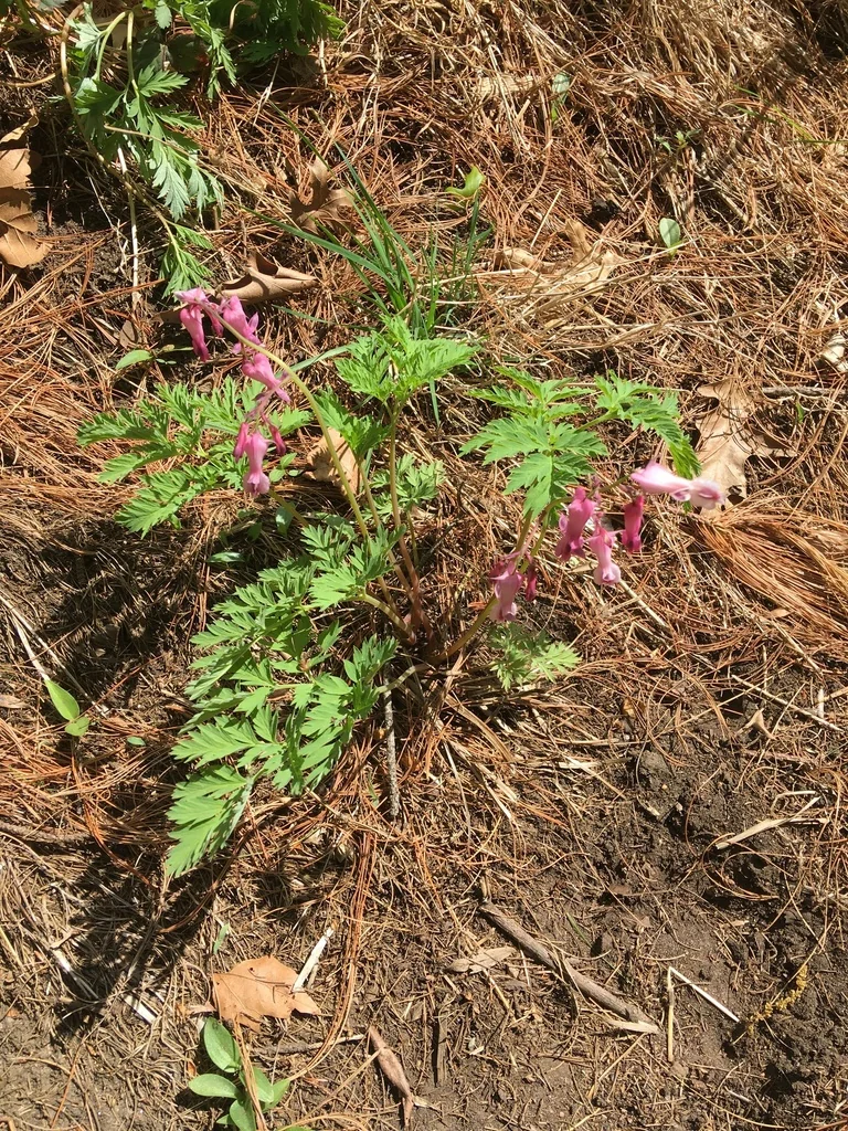 Dicentra Eximia