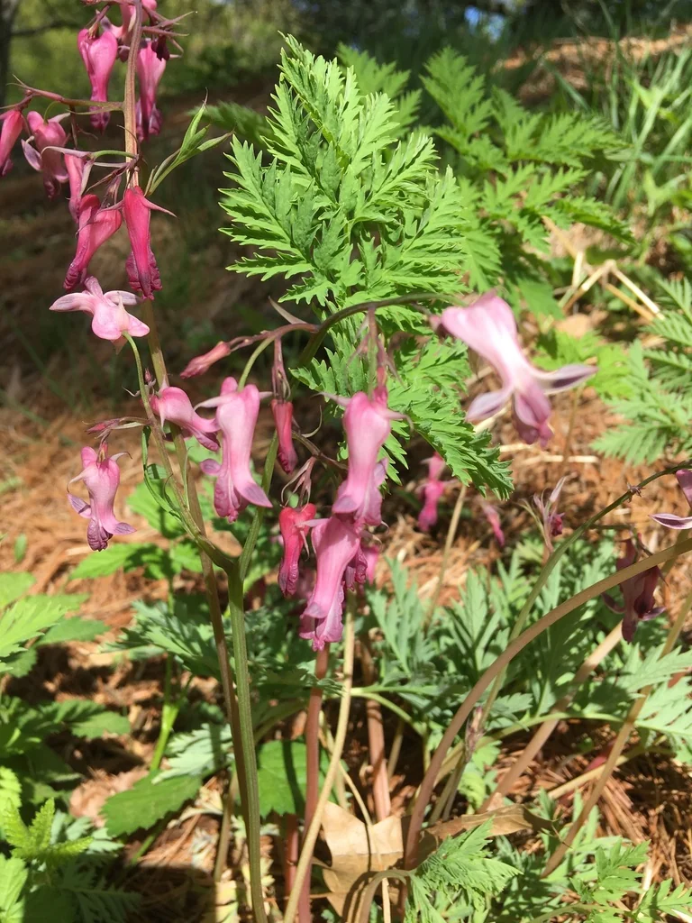 Dicentra Eximia