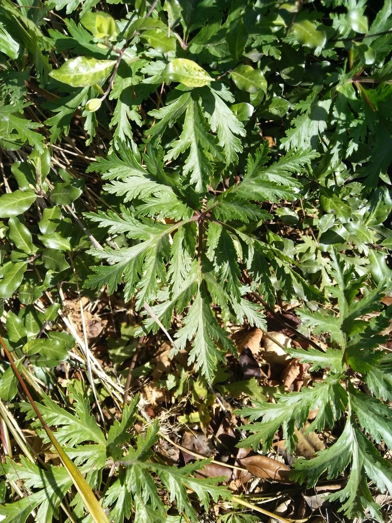 Geranium Maderense
