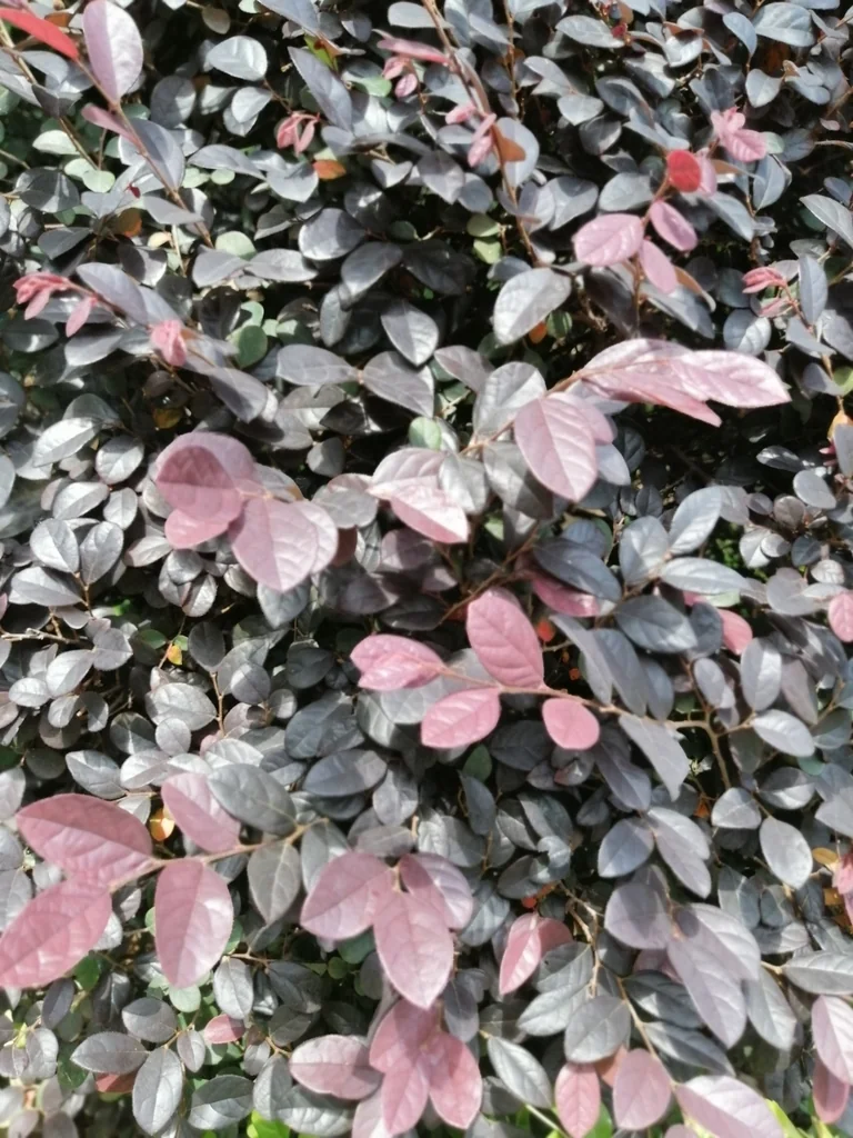 Loropetalum chinense