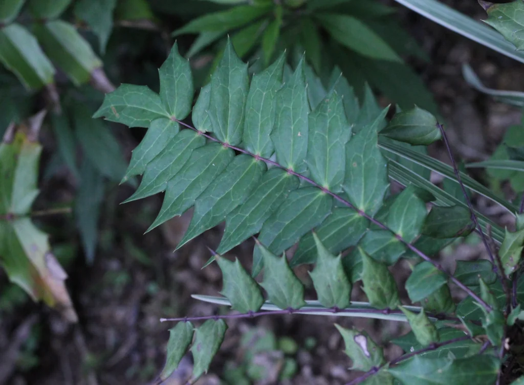 Mahonia Lomariifolia
