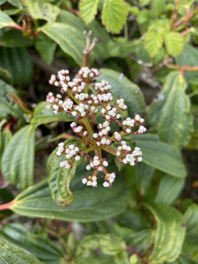 Viburnum Davidii