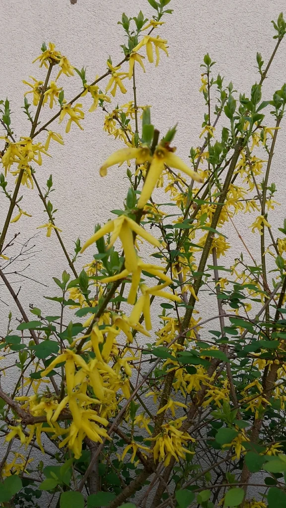 Forsythia x intermedia