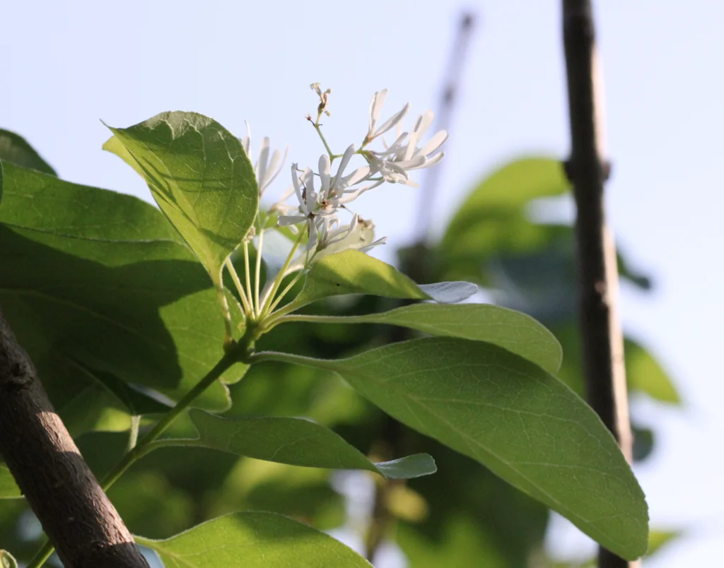 Chionanthus Retusus
