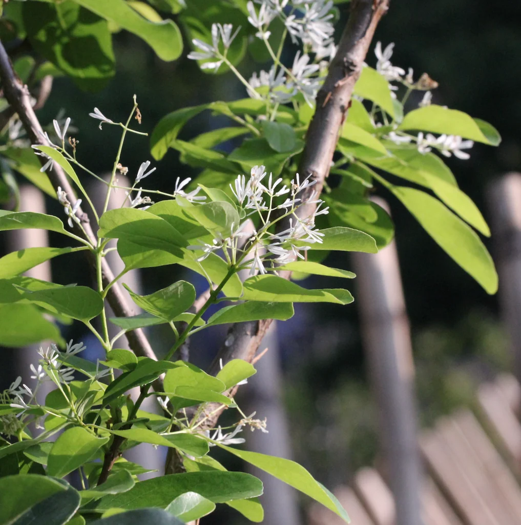 Chionanthus Retusus