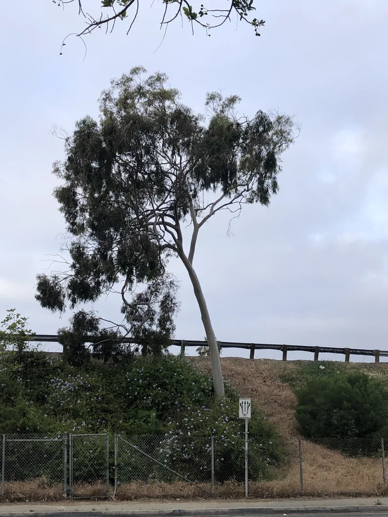 Eucalyptus Citriodora