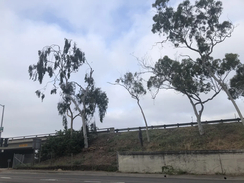 Eucalyptus Citriodora