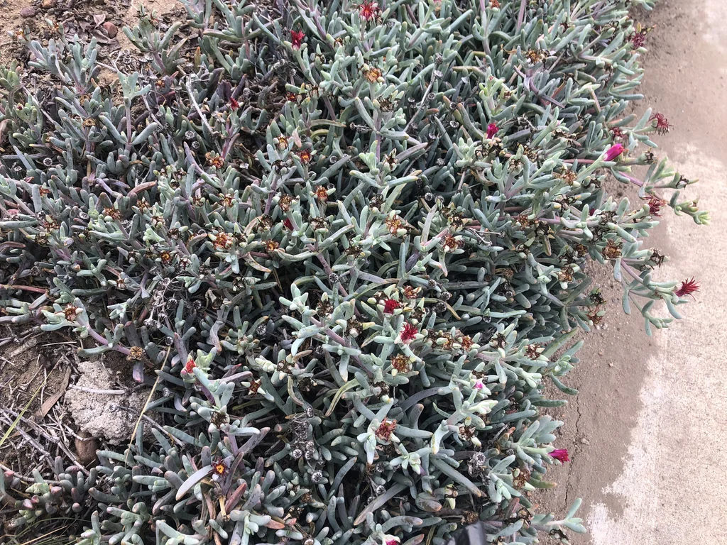 Malephora Crocea