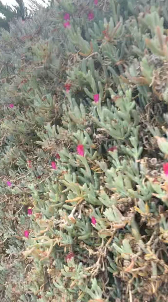 Malephora Crocea