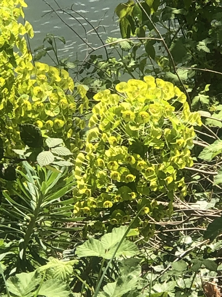 Euphorbia Characias Wulfenii
