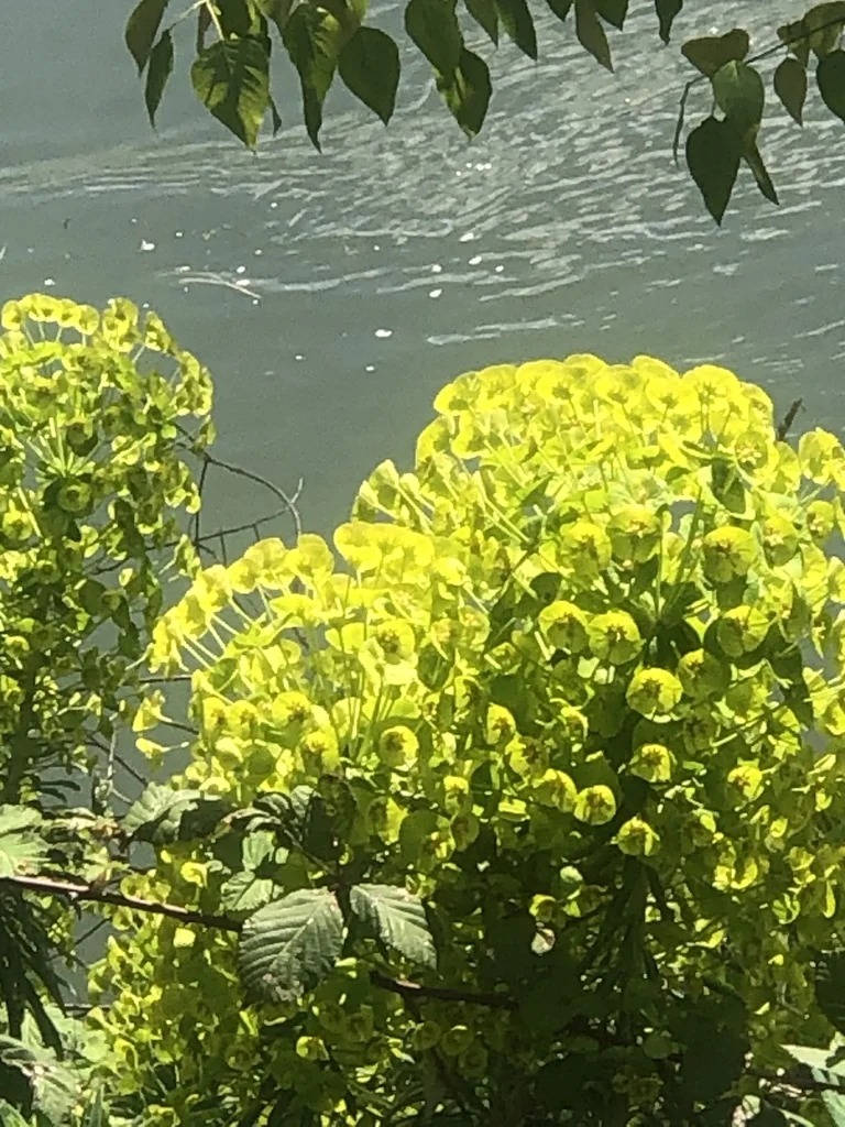 Euphorbia Characias Wulfenii