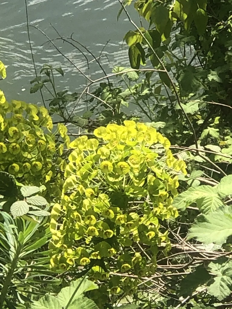 Euphorbia Characias Wulfenii