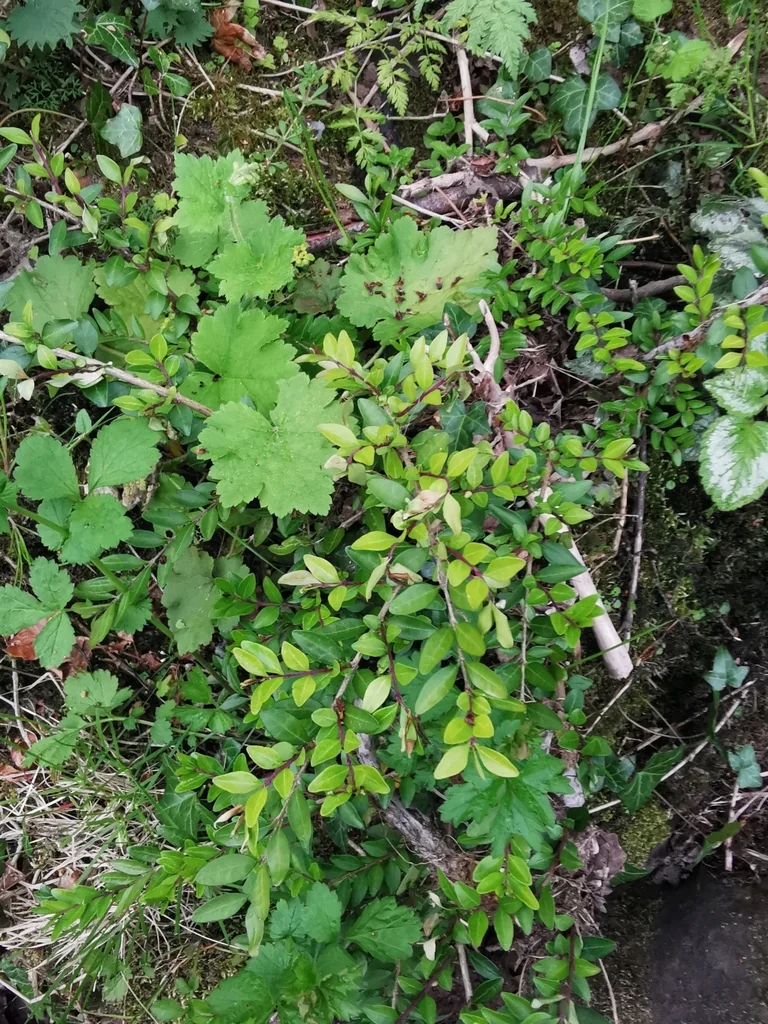 Lonicera Nitida