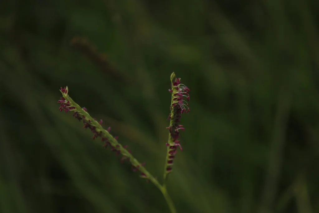 Paspalum vaginatum