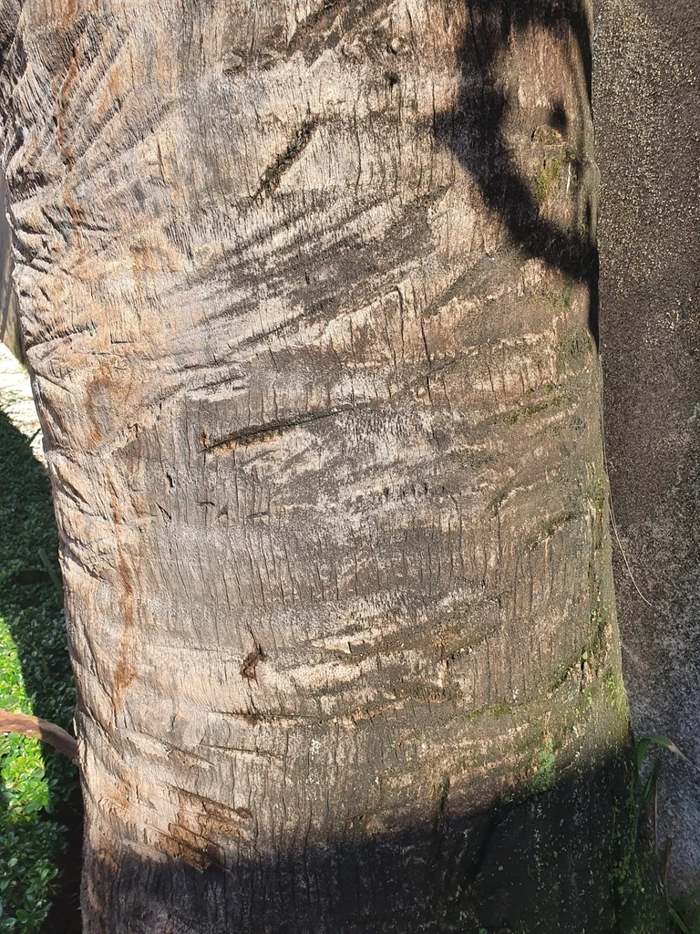 Sabal Causiarum