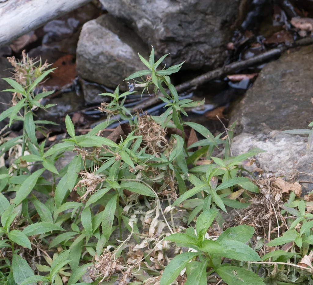 Lobelia Dunnii