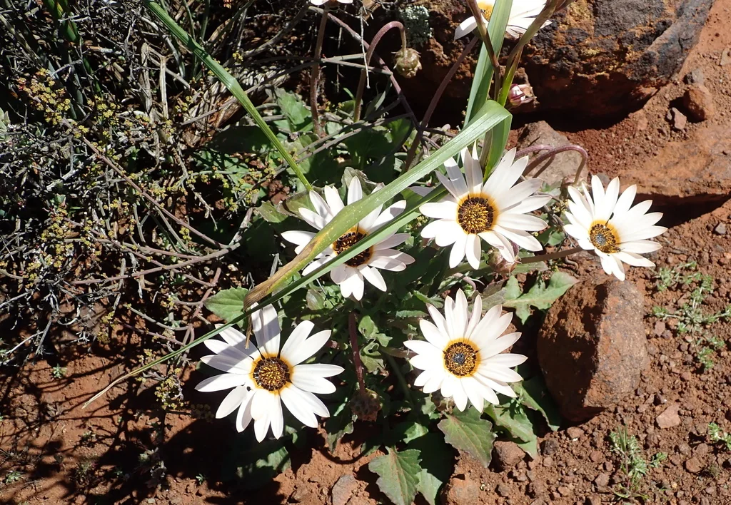 Arctotis Acaulis