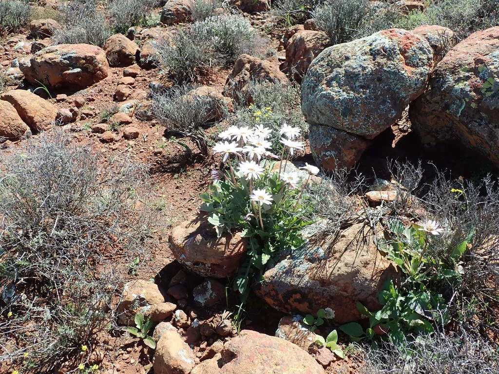 Arctotis Acaulis