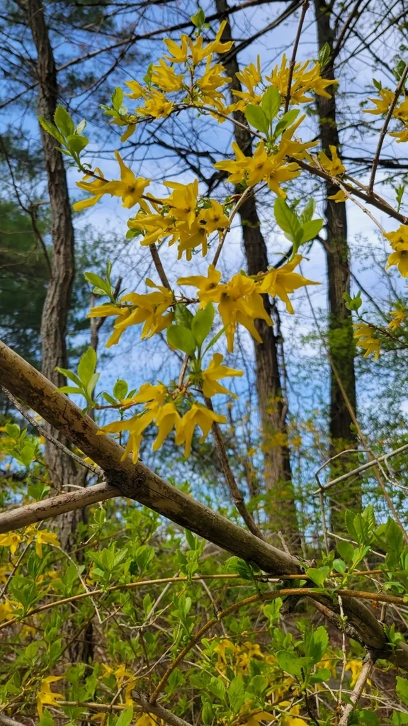 Forsythia x intermedia