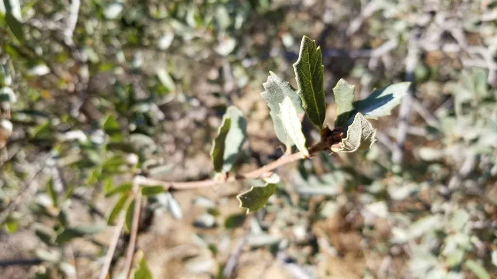 Quercus X Acutidens