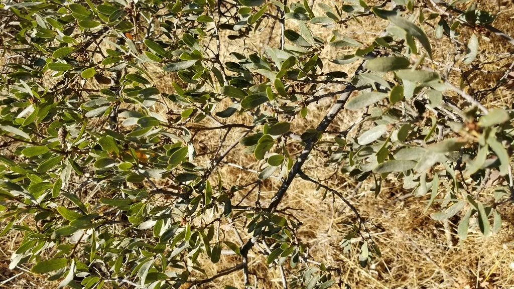 Quercus X Acutidens