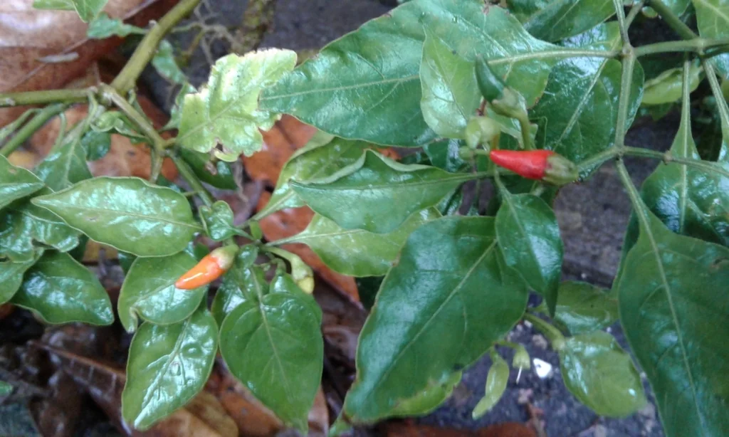 Capsicum Frutescens